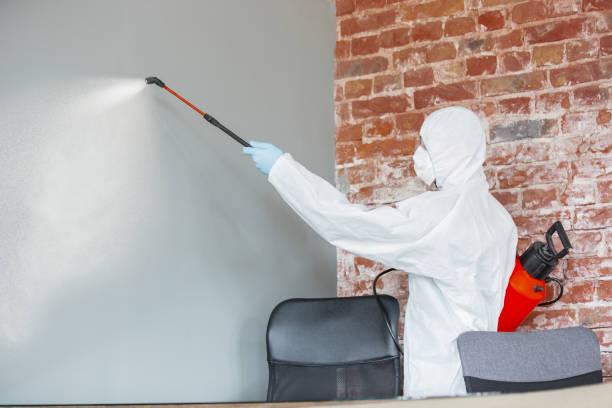 Mold Odor Removal Services in White Knoll, SC