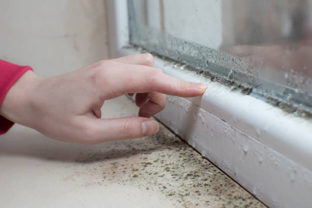 Best Mold-Related Health Consultation  in White Knoll, SC