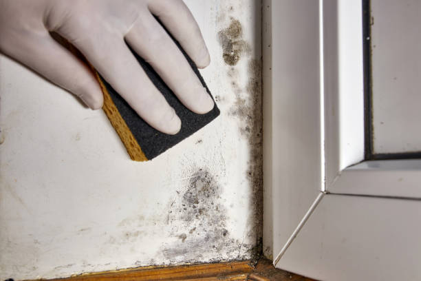 Best Commercial Mold Inspection  in White Knoll, SC